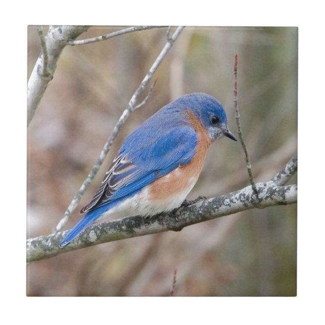 Bluebird Blue Bird in Tree Tile (Front)