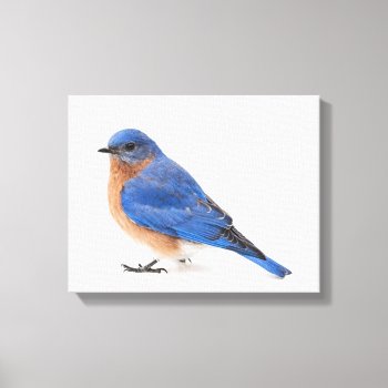 Bluebird Canvas Print by PixLifeBirds at Zazzle