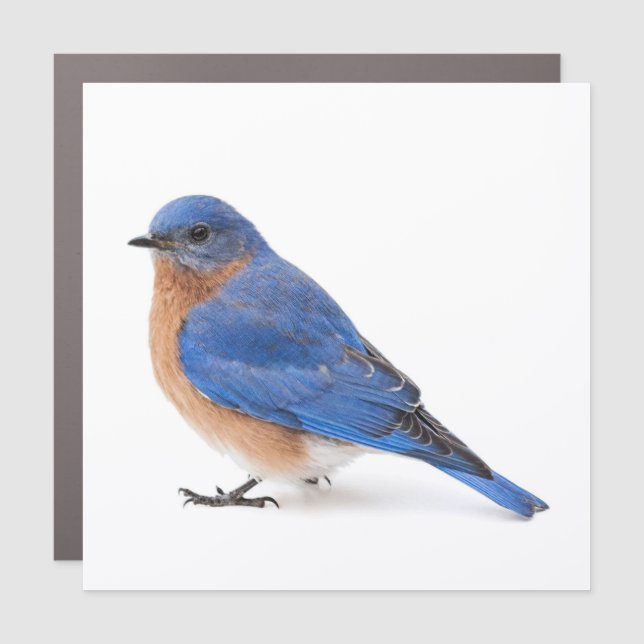 Bluebird Car Magnet (Front)