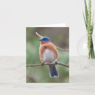 Bluebird Card