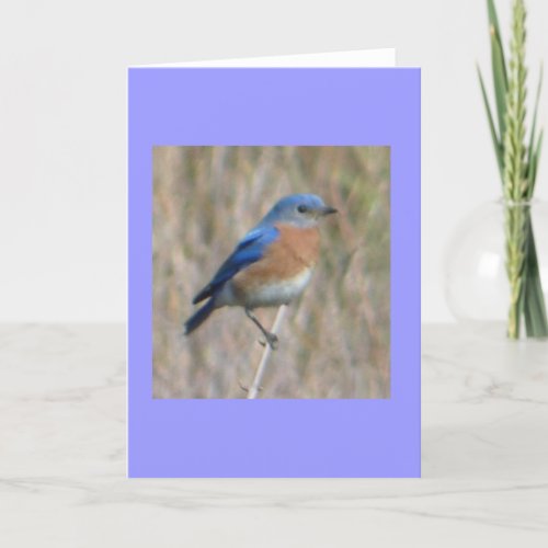 Bluebird Card