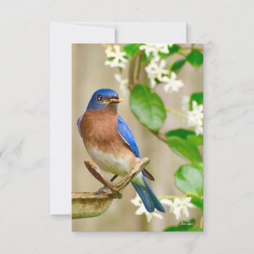 Bluebird card Nature note card