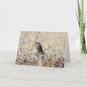 Bluebird & Cardinal, Life Is A Song Sing It! Card