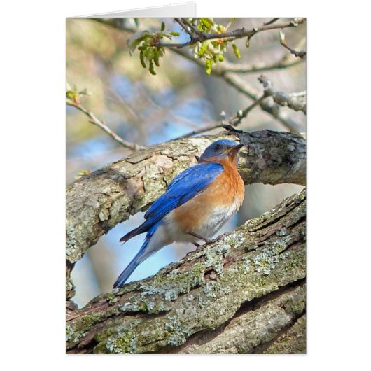 Bluebird Cards (Front)