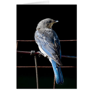 bluebird cards