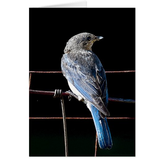 bluebird cards (Front)