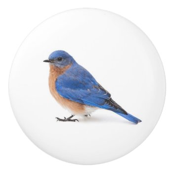 Bluebird Ceramic Knob by PixLifeBirds at Zazzle