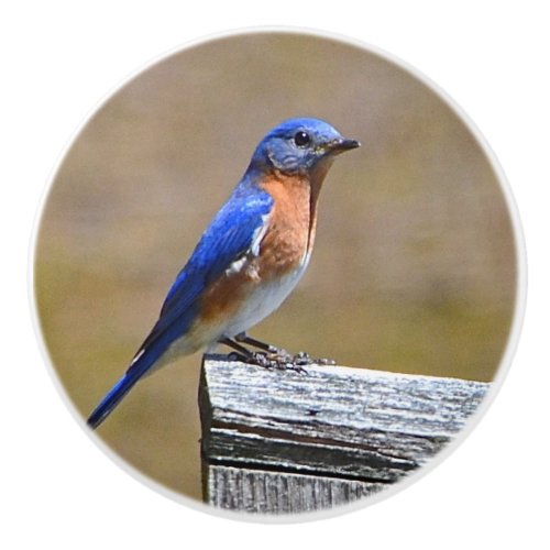 Bluebird Ceramic Knob