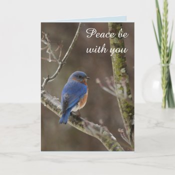 Bluebird Christmas Card by Considernature at Zazzle