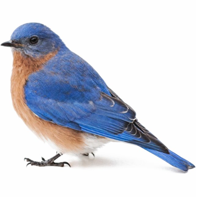 Bluebird Cutout (Front)