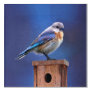 Bluebird (Female) Painting - Original Bird Art