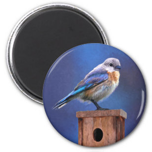 Bluebird (Female) Painting - Original Bird Art Magnet