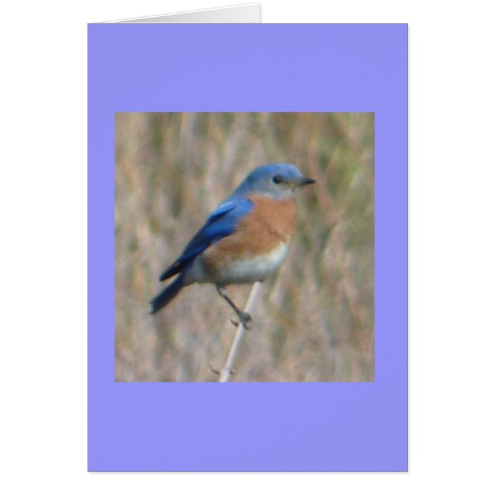 "Bluebird" Greeting Cards