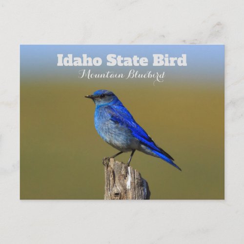 Bluebird Idaho State Bird Postcard