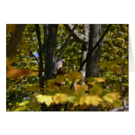 Bluebird in the Sun (Front Horizontal)