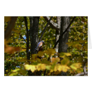 Bluebird in the Sun Cards