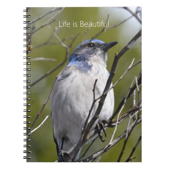 Bluebird in Tree (my photography) Notebook (Front)