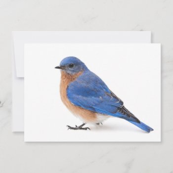 Bluebird Invitation by PixLifeBirds at Zazzle