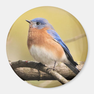 Bluebird Magnet