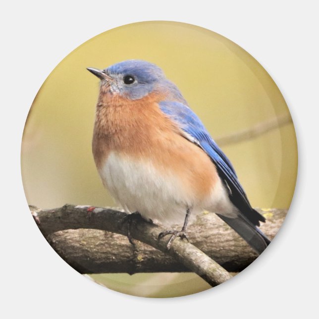 Bluebird Magnet (Front)