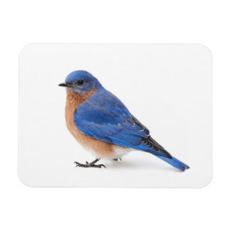Bluebird Magnet