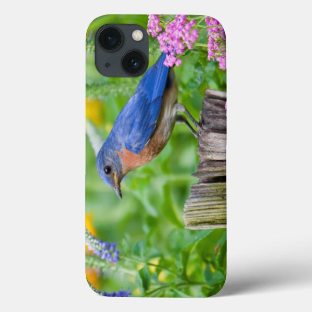 Bluebird male on fence post in flower garden Case-Mate iPhone case (Back)