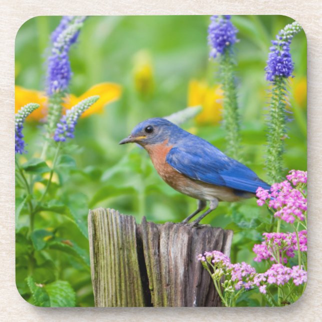Bluebird male on fence post in flower garden coaster (Front)