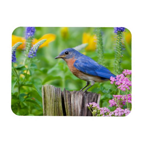 Bluebird male on fence post in flower garden magnet