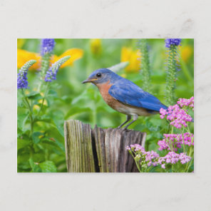 Bluebird male on fence post in flower garden postcard
