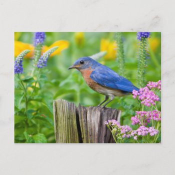 Bluebird Male On Fence Post In Flower Garden Postcard by theworldofanimals at Zazzle