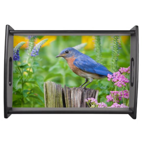 Bluebird male on fence post in flower garden serving tray