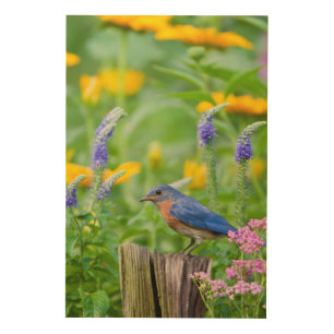 Bluebird male on fence post in flower garden wood wall art