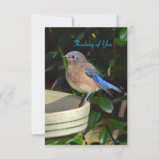 Bluebird Nature note card Thinking of you