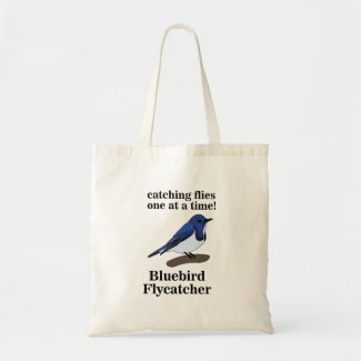 Bluebird Nature Wildlife Funny