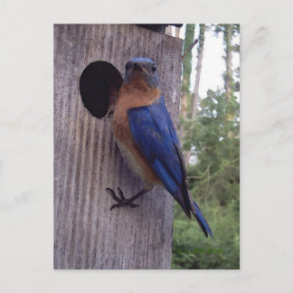 Bluebird Nest Box Postcard