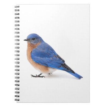 Bluebird Notebook by PixLifeBirds at Zazzle