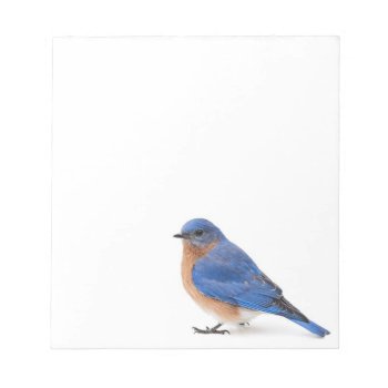Bluebird Notepad by PixLifeBirds at Zazzle