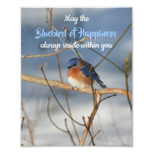 Bluebird Of Happiness Inspirational 8x10 Photo Print