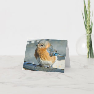 Bluebird of Happiness Letterpress Thank You Card