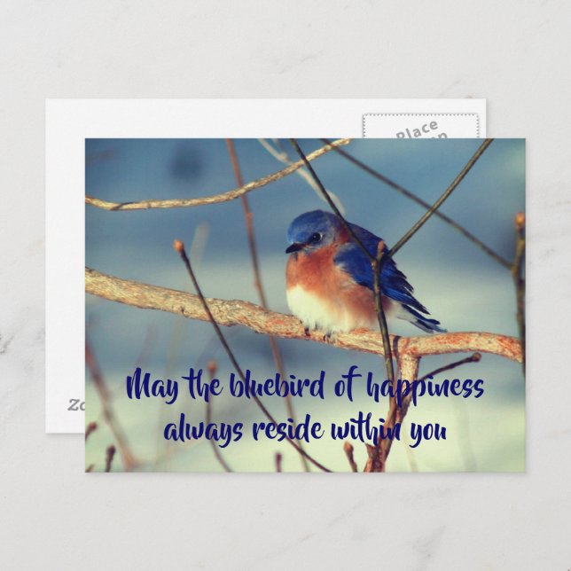 Bluebird Of Happiness Nature Postcard (Front/Back)