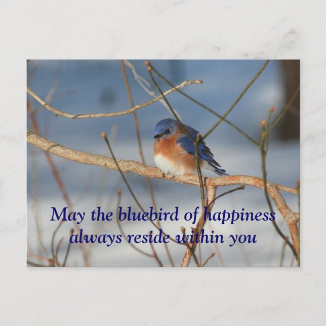 Bluebird Of Happiness Nature Postcard (Front)