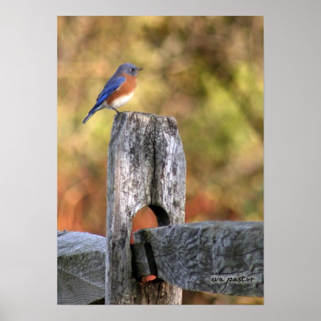 Bluebird of Happiness - Poster (Front)