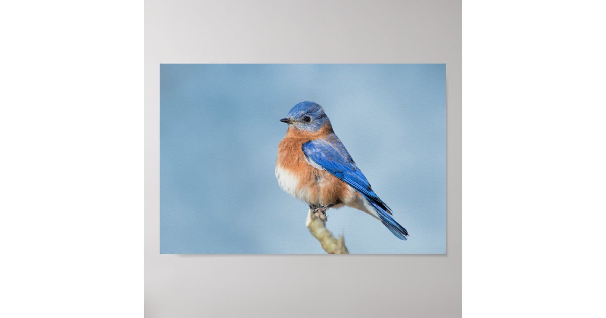 Bluebird of Happiness Poster | Zazzle