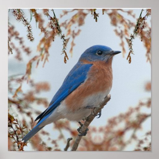 Bluebird of Happiness Print | Zazzle