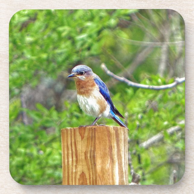 Bluebird on a Fence Post Coaster (Front)