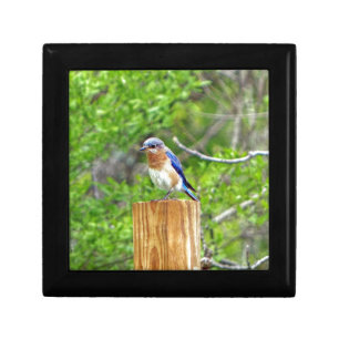 Bluebird on a Fence Post Keepsake Box