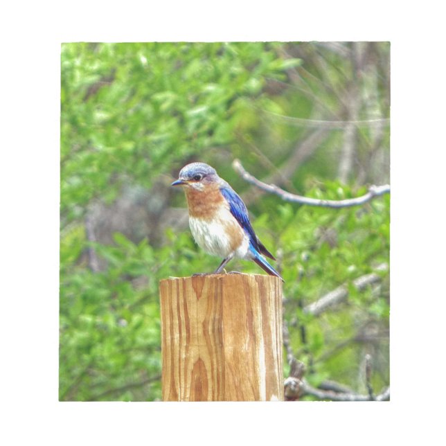 Bluebird on a Fence Post Notepad (Front)