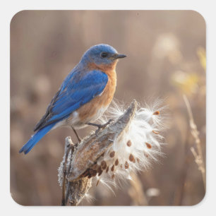 Bluebird on a Milkweed Pod Square Sticker