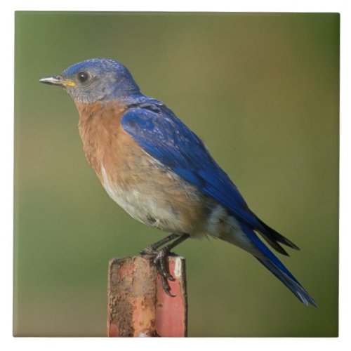 BLUEBIRD ON A STAKE CERAMIC TILE