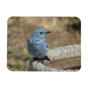 Bluebird on Bird Bath Magnet